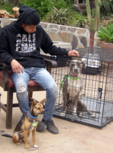 Baja Exiles spay neuter