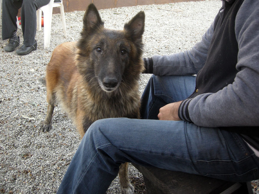 baja exiles spay neuter
