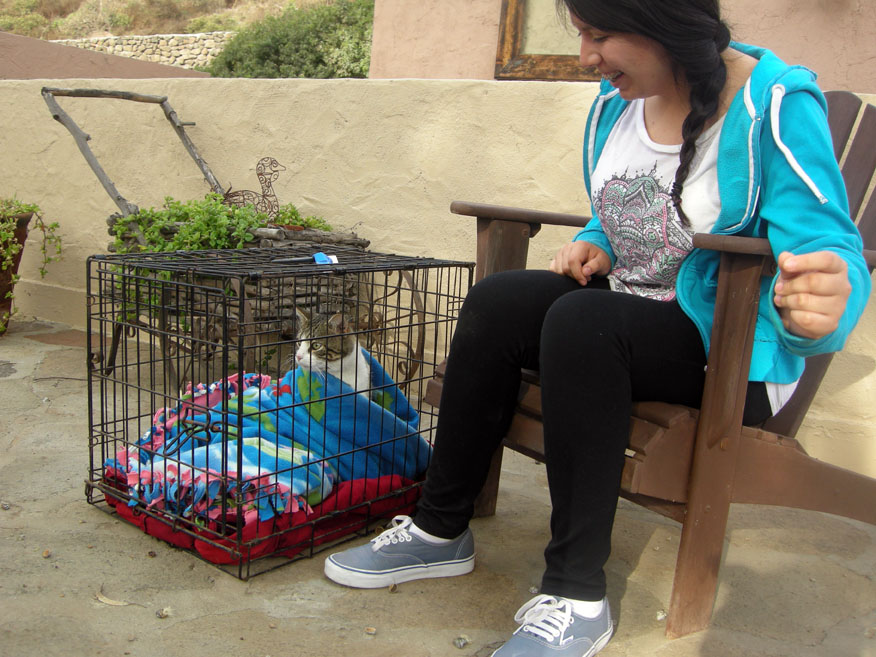 baja exiles spay neuter