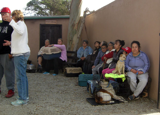 baja exiles spay neuter
