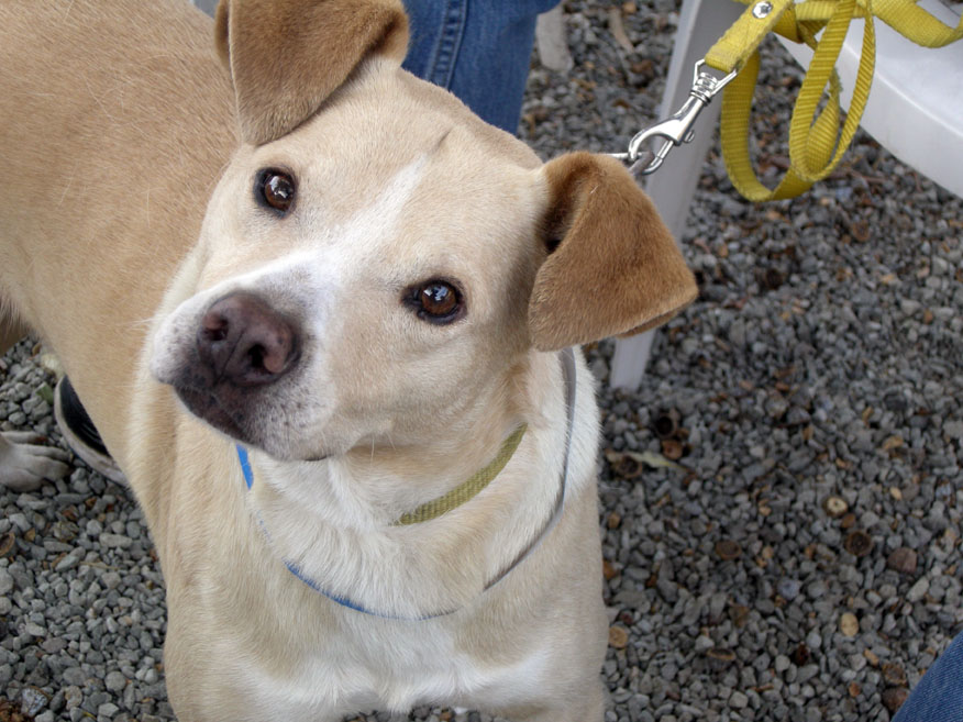 baja exiles spay neuter