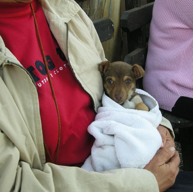 baja exiles spay neuter