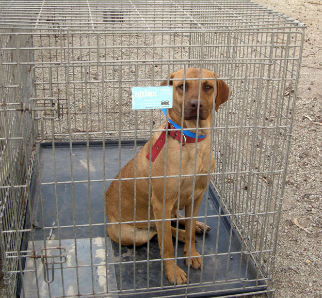 baja exiles spay neuter