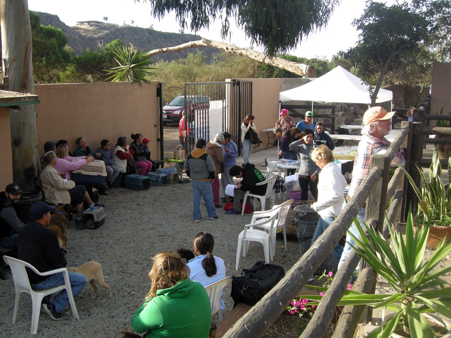 baja exiles spay neuter