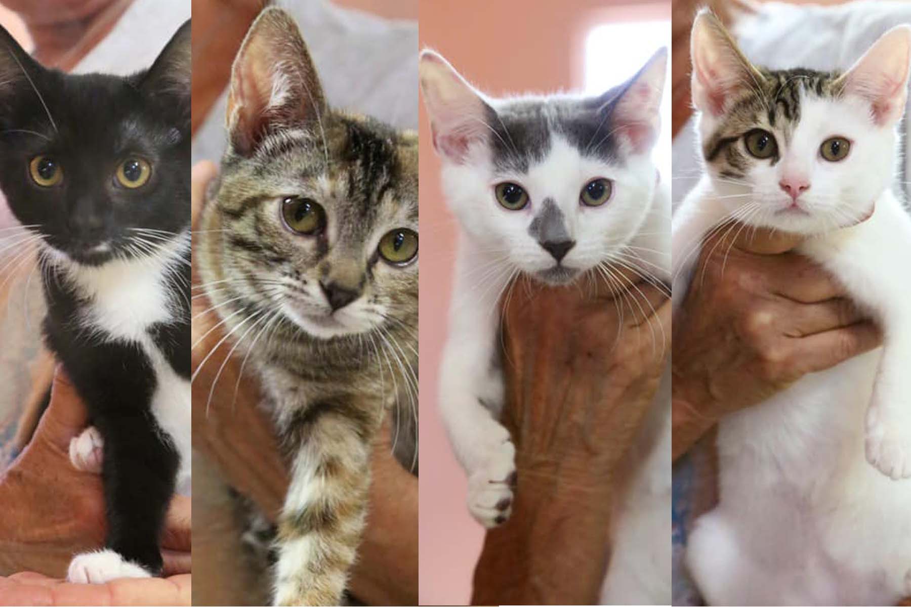 cats kittens to adopt baja exiles